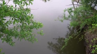 Arka planda doğal yeşil bitkiler manzarası, ekoloji, taze duvar kağıdı konsepti kullanılarak arka planda yeşil yaprakların bulanık yeşil arkaplan üzerindeki yakın doğa görüntüsü. Mavi gökyüzünde bahar ağacı