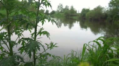 Orman nehri yaz manzarası. Bahar Çayırı Gölü