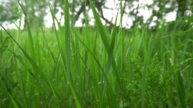 Grass close-up. Early summer morning in the meadow. Dew in the sun