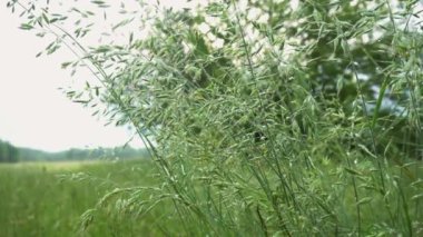 Green grass close-up on the background of the river. Rural landscape in summer.