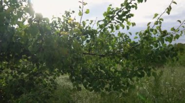 Arka planda doğal yeşil bitkiler manzarası, ekoloji, taze duvar kağıdı konsepti kullanılarak arka planda yeşil yaprakların bulanık yeşil arkaplan üzerindeki yakın doğa görüntüsü. Mavi gökyüzünde bahar ağacı