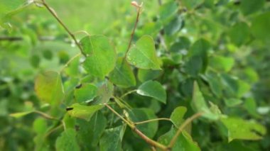 Arka planda doğal yeşil bitkiler manzarası, ekoloji, taze duvar kağıdı konsepti kullanılarak arka planda yeşil yaprakların bulanık yeşil arkaplan üzerindeki yakın doğa görüntüsü. Mavi gökyüzünde bahar ağacı
