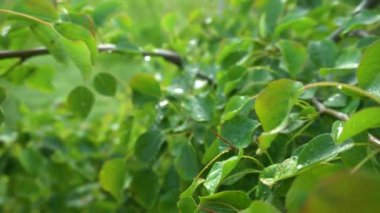 Closeup nature view of green leaves on blurred greenery background in garden with copy space using as background natural green plants landscape, ecology, fresh wallpaper concept. spring tree on blue sky
