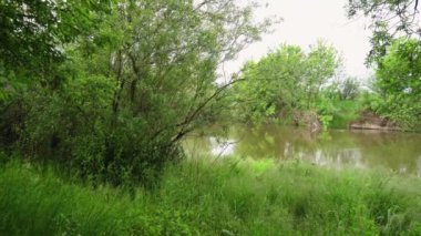 Orman nehri yaz manzarası. Bahar Çayırı Gölü