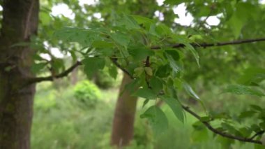 Arka planda doğal yeşil bitkiler manzarası, ekoloji, taze duvar kağıdı konsepti kullanılarak arka planda yeşil yaprakların bulanık yeşil arkaplan üzerindeki yakın doğa görüntüsü. Mavi gökyüzünde bahar ağacı