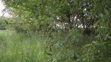 Wildlife in the forest. Green trees, bushes, grass in summer