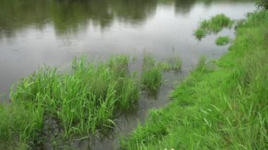 Orman nehri yaz manzarası. Bahar Çayırı Gölü