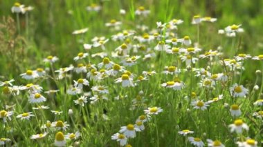 Beyaz yabani çiçeklerin çiçek arkaplanı. Yazın güzel doğa