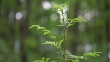 Closeup nature view of green leaves on blurred greenery background in garden with copy space using as background natural green plants landscape, ecology, fresh wallpaper concept. spring tree on blue sky