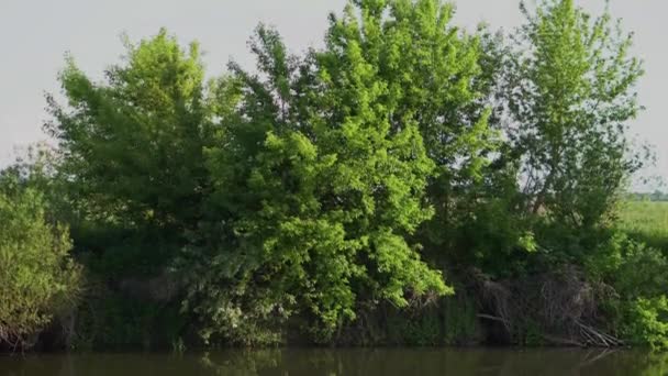 Lesní Řeka Letní Krajina Jarní Louka Jezero — Stock video