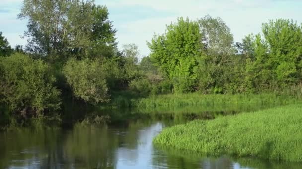 Forest River Summer Landscape Spring Meadow Field Lake — Αρχείο Βίντεο