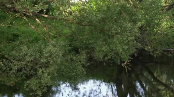 Лісова Річка Літній Пейзаж Весняне Лугове Поле Озеро — стокове відео