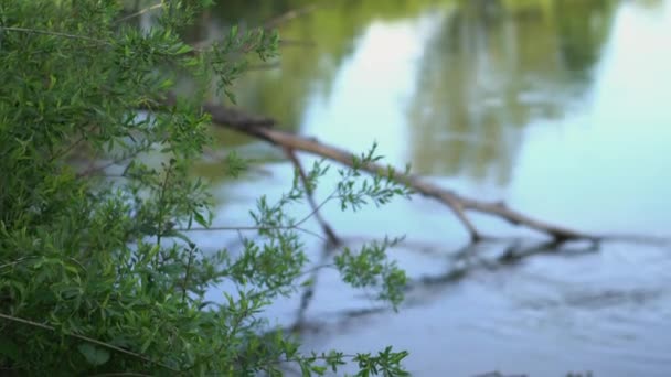 Forest River Summer Landscape Spring Meadow Field Lake — Vídeo de Stock