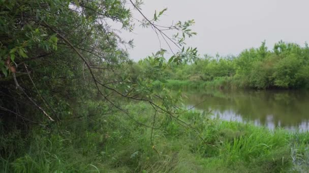 Bos Rivier Zomer Landschap Voorjaar Weide Veld Lake — Stockvideo