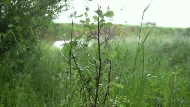 Closeup Nature View Green Leaves Blurred Greenery Background Garden Copy — Wideo stockowe