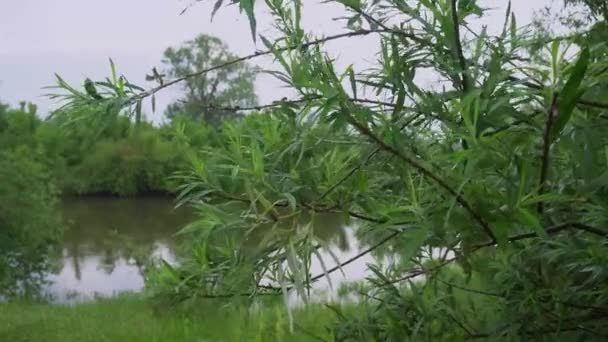 Forest River Summer Landscape Spring Meadow Field Lake — Wideo stockowe