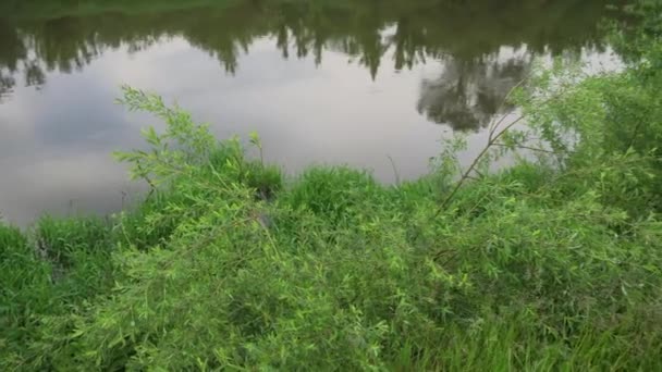 Forest River Summer Landscape Spring Meadow Field Lake — Video