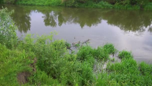 Forest River Summer Landscape Spring Meadow Field Lake — Video