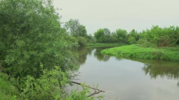 Forest River Summer Landscape Spring Meadow Field Lake — Video