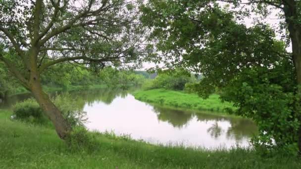 Forest River Summer Landscape Spring Meadow Field Lake — стоковое видео