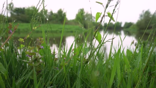 Forest River Summer Landscape Spring Meadow Field Lake — Stok video