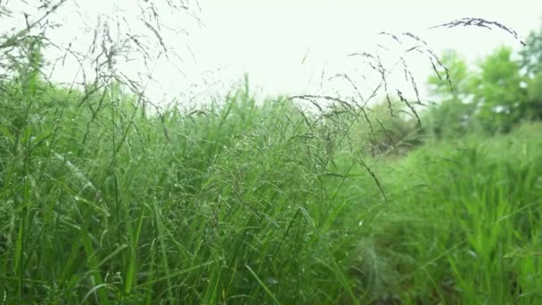 Grass Close Early Summer Morning Meadow Dew Sun — ストック動画