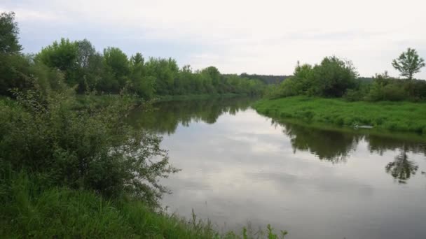 Forest River Summer Landscape Spring Meadow Field Lake — Video