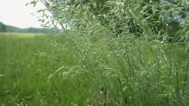 Green Grass Close Background River Rural Landscape Summer — Stockvideo