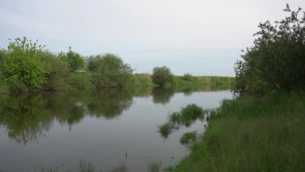 Forest River Summer Landscape Spring Meadow Field Lake — Video