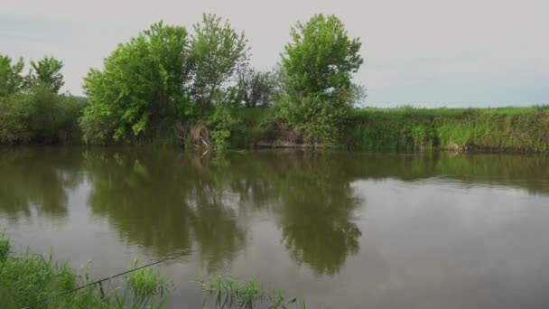 Forest River Summer Landscape Spring Meadow Field Lake — Vídeo de Stock