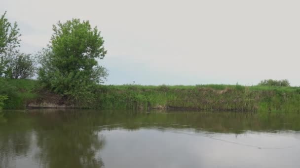 Forest River Summer Landscape Spring Meadow Field Lake — Wideo stockowe