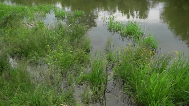 Forest River Summer Landscape Spring Meadow Field Lake — Αρχείο Βίντεο