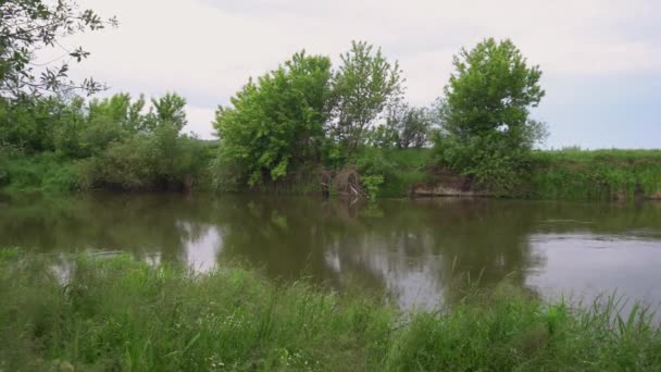 Forest River Summer Landscape Spring Meadow Field Lake — Video