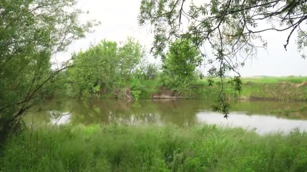 Forest River Summer Landscape Spring Meadow Field Lake — Stock Video