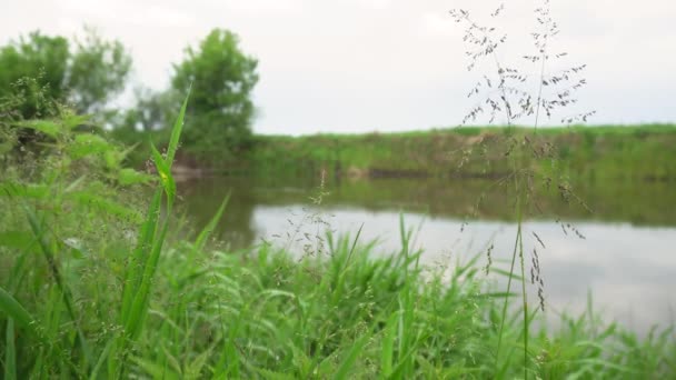 Forest River Summer Landscape Spring Meadow Field Lake — Wideo stockowe