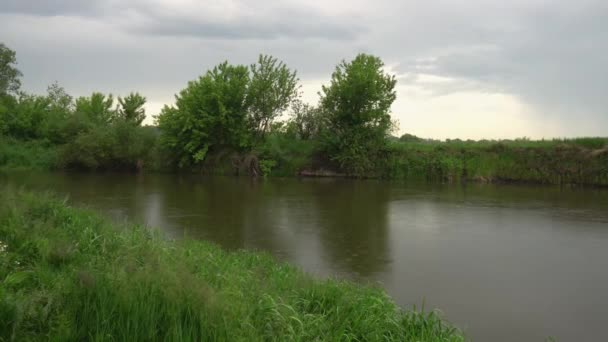 Forest River Summer Landscape Spring Meadow Field Lake — Vídeo de stock