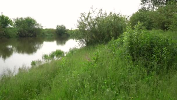 Forest River Summer Landscape Spring Meadow Field Lake — Video