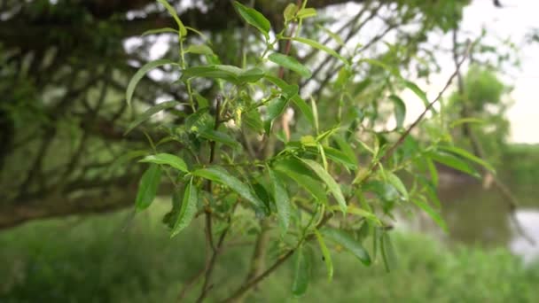 Closeup Nature View Green Leaves Blurred Greenery Background Garden Copy — Stok video