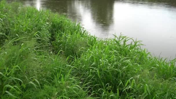 Forest River Summer Landscape Spring Meadow Field Lake — 图库视频影像