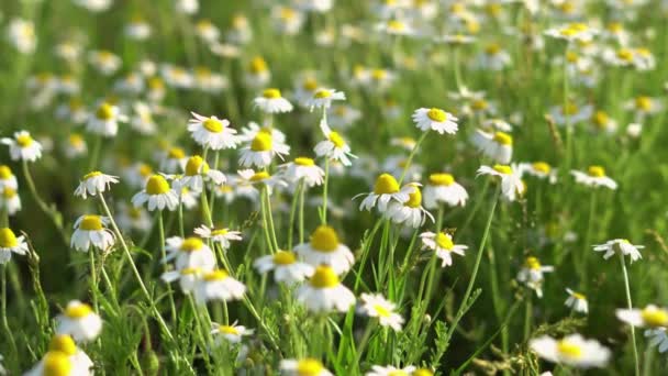 Floral Background White Wild Flowers Beautiful Nature Summer — Stockvideo