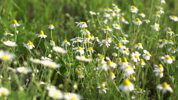 Floral Background White Wild Flowers Beautiful Nature Summer — Vídeo de Stock