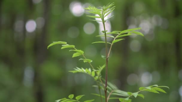 Closeup Nature View Green Leaves Blurred Greenery Background Garden Copy — Wideo stockowe