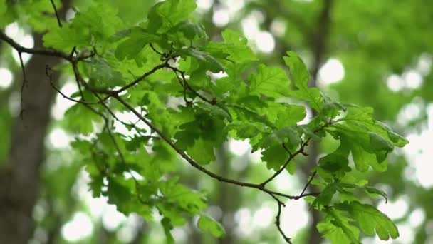Green Oak Leaves Branch Close — Stock video