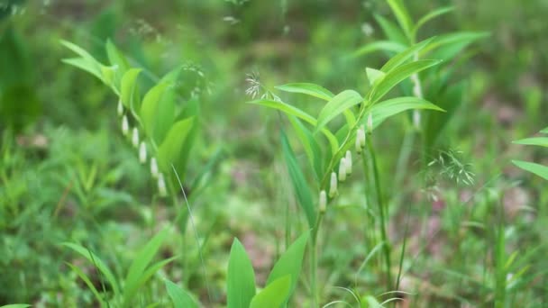 Floral Background White Wild Flowers Beautiful Nature Summer — Wideo stockowe