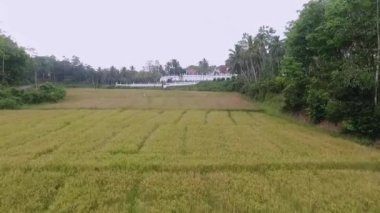 Asya 'daki bir kuadkopterden güzel manzara. Sri Lanka ve Hindistan hava manzarası. Video için görüntü