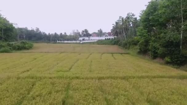 Beautiful Views Quadcopter Asia Sri Lanka India Aerial View Footage — Video