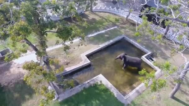 Big Elephant Pool Swimming Animal Asia Park Sri Lankan Nature — Wideo stockowe