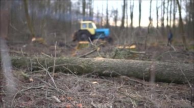 Şiddetli siste bahar ormanlarını kes. 