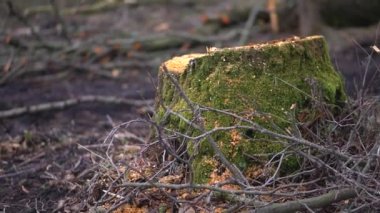 Şiddetli siste bahar ormanlarını kes. 