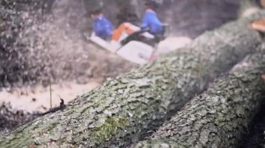 Şiddetli siste bahar ormanlarını kes. 